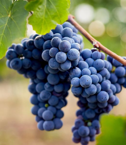 Vitis vinifera 'Uva Attika'